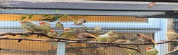 Finches birds for sale: Zebra finch, Chinese painted quail and star finch - Advert 5