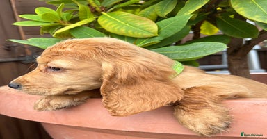 Cocker Spaniel dogs - Advert 7