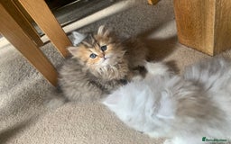 Persian cats for sale: 7 x beautiful persian kittens ready Thursday 14/08 - Image 8