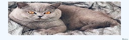 British Shorthair cats for stud: 👑  STUD BLUE CHAMPION BRED EAST MIDLANDS  in Derby - Advert 3