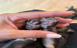 German Shepherd dogs for sale: Female german shepard for sale - Image 5