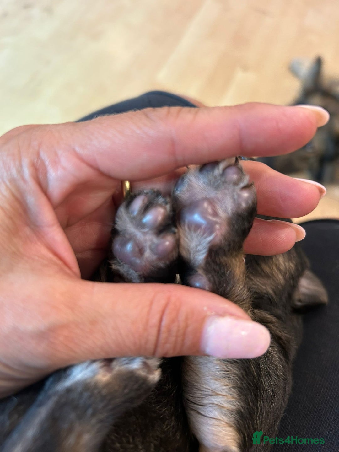 German Shepherd dogs for sale: Female german shepard for sale - Image 5