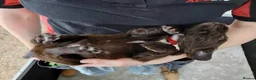 Sprocker dogs for sale: Sprocker pups for sale ( Springer x Cocker) - Advert 15