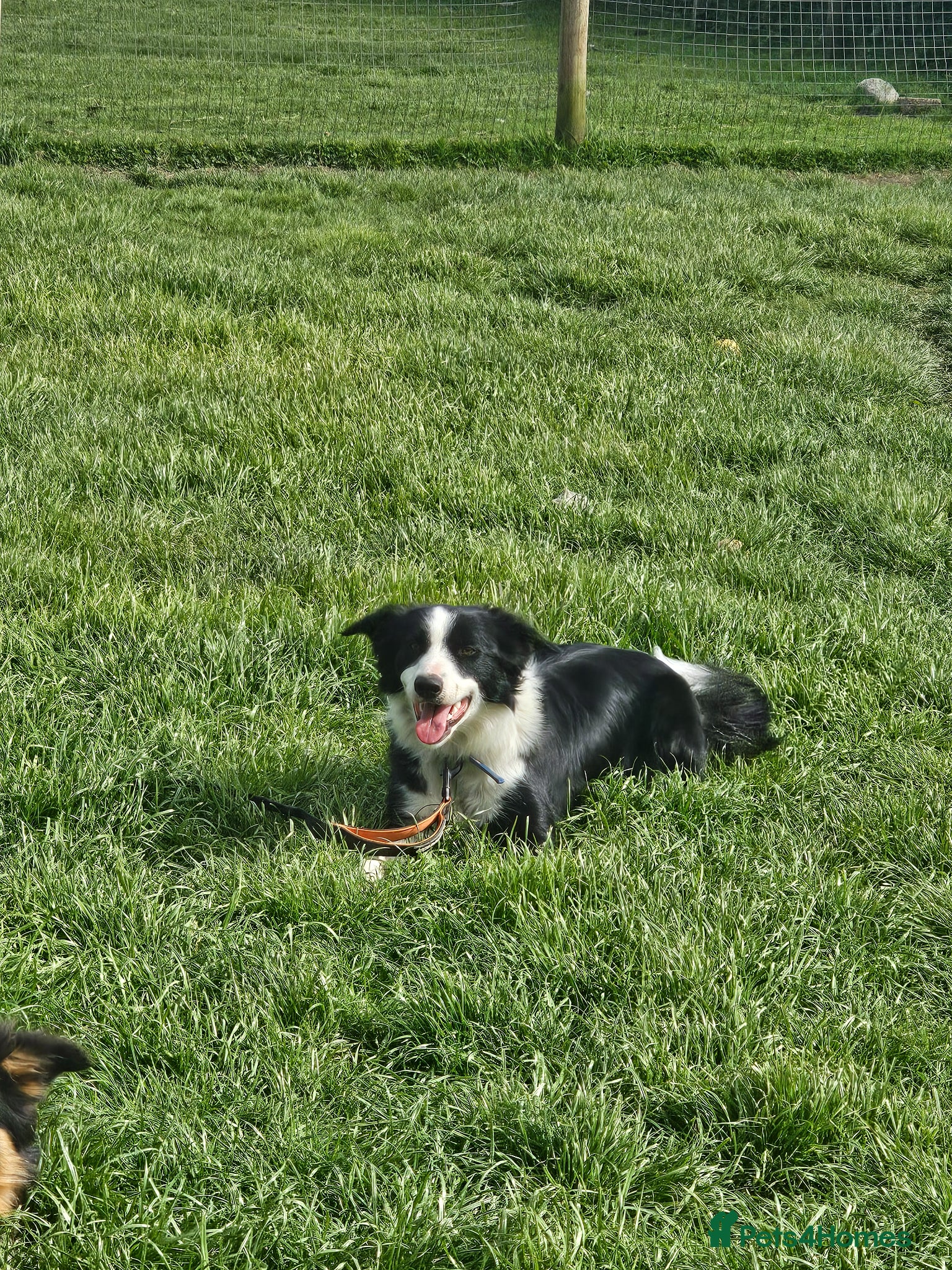 Border Collie dogs for sale: Border collie girl 14 months old - Advert 3