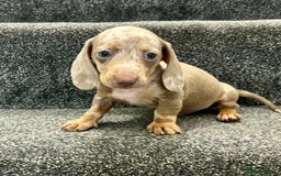 Miniature Dachshund dogs for sale: Miniature dachshund pups - Image 6