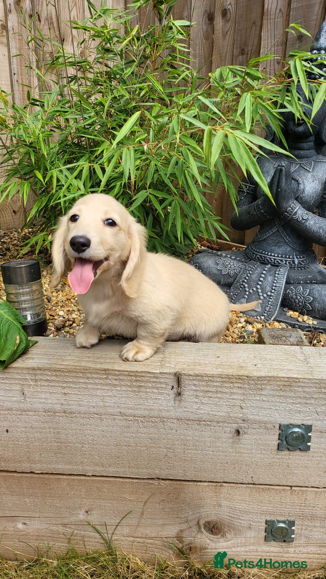 Dachshund dogs for sale: Cream boy and girl Miniature dachshund - Image 4
