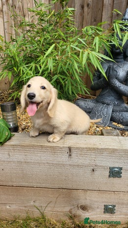 Dachshund dogs - Advert 2