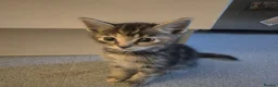 Mixed Breed cats for sale: Playful kittens in London - Advert 5
