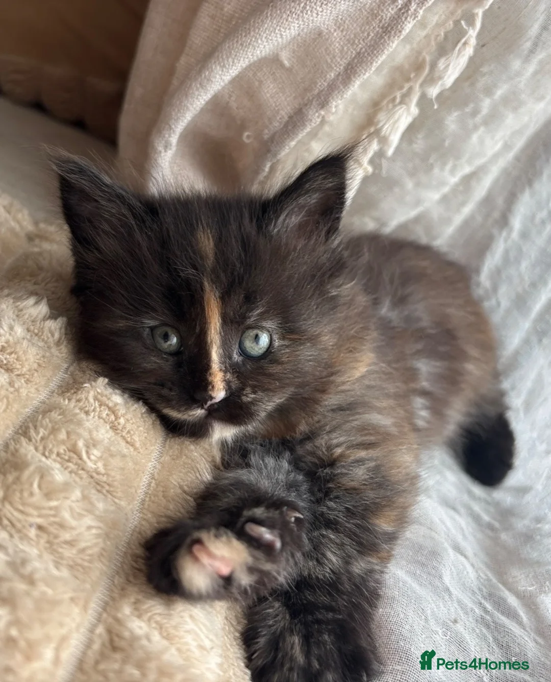 Maine Coon cats for sale: Fluffy Maine Coon Kittens - Advert 1