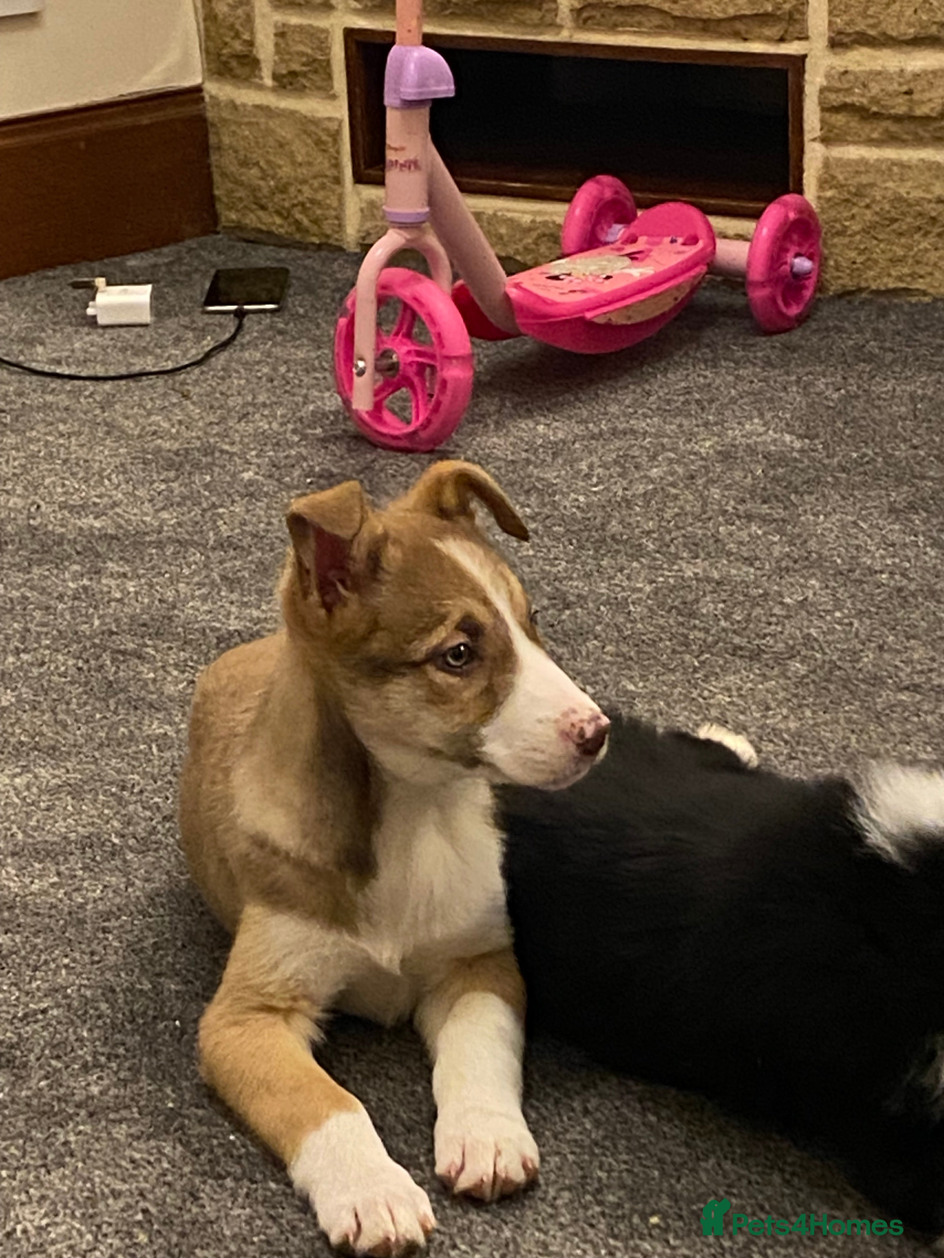 Mixed Breed dogs collie pups for sale  - Advert 14