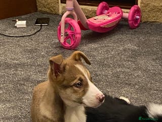 Mixed Breed dogs collie pups for sale - Advert 14