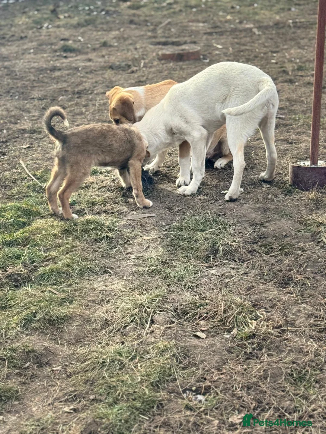 Mixed Breed dogs for adoption: 🐾 JACK – Gentle Soul with the Sweetest Eyes - Advert 23