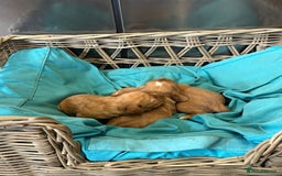 Cocker Spaniel dogs for sale: Cocker spaniel puppies for sale - Image 5
