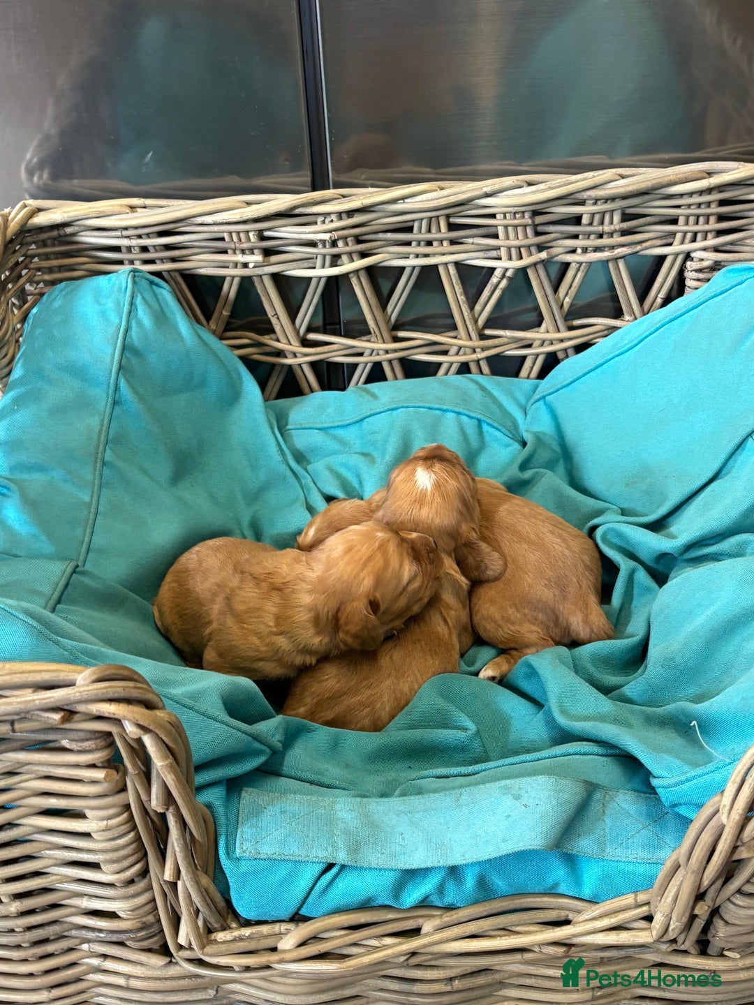 Cocker Spaniel dogs for sale: Cocker spaniel puppies for sale - Image 5
