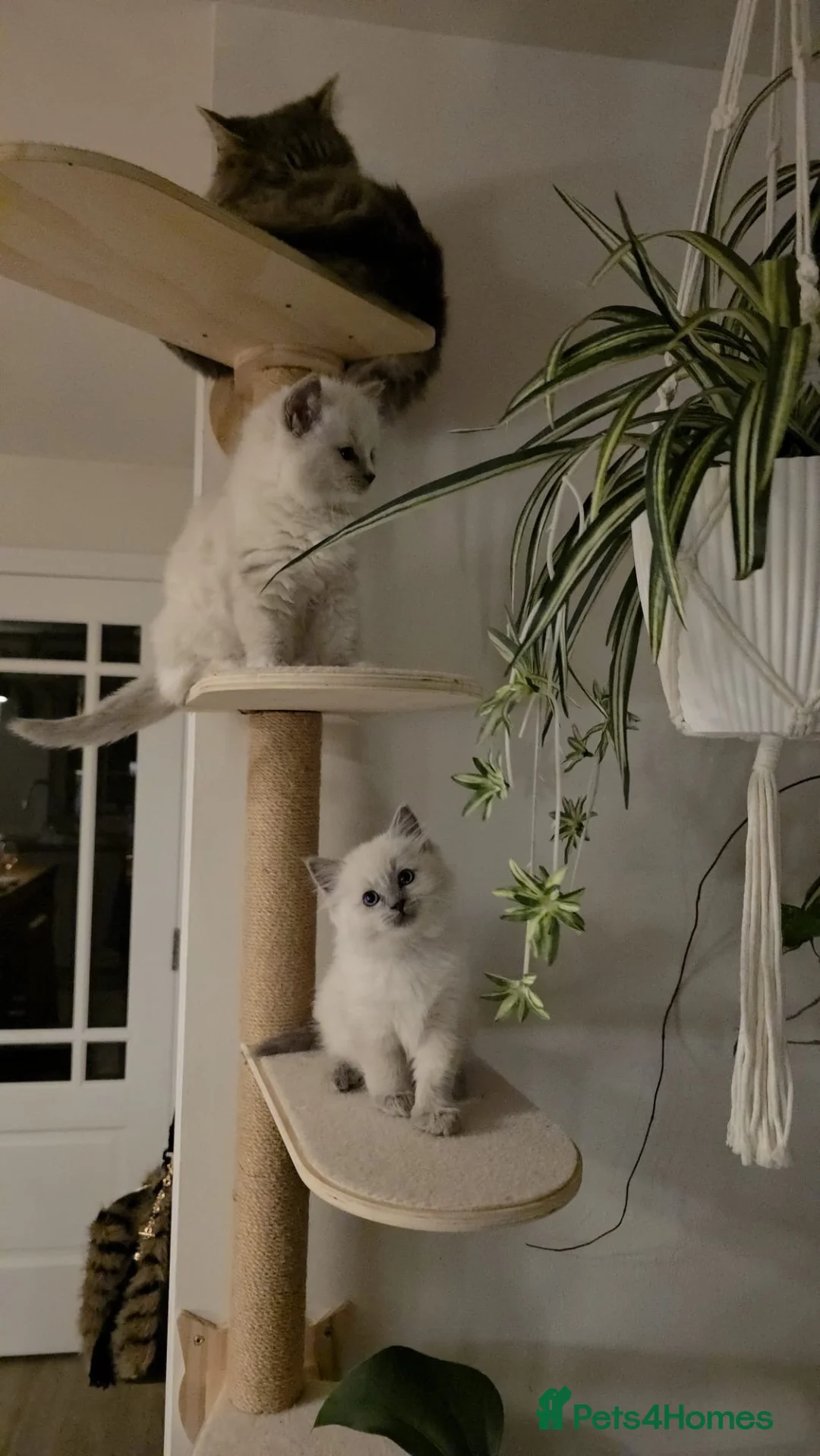 Ragdoll cats for sale: Champion Bred Sire stunning darkblue point kitten  - Advert 2