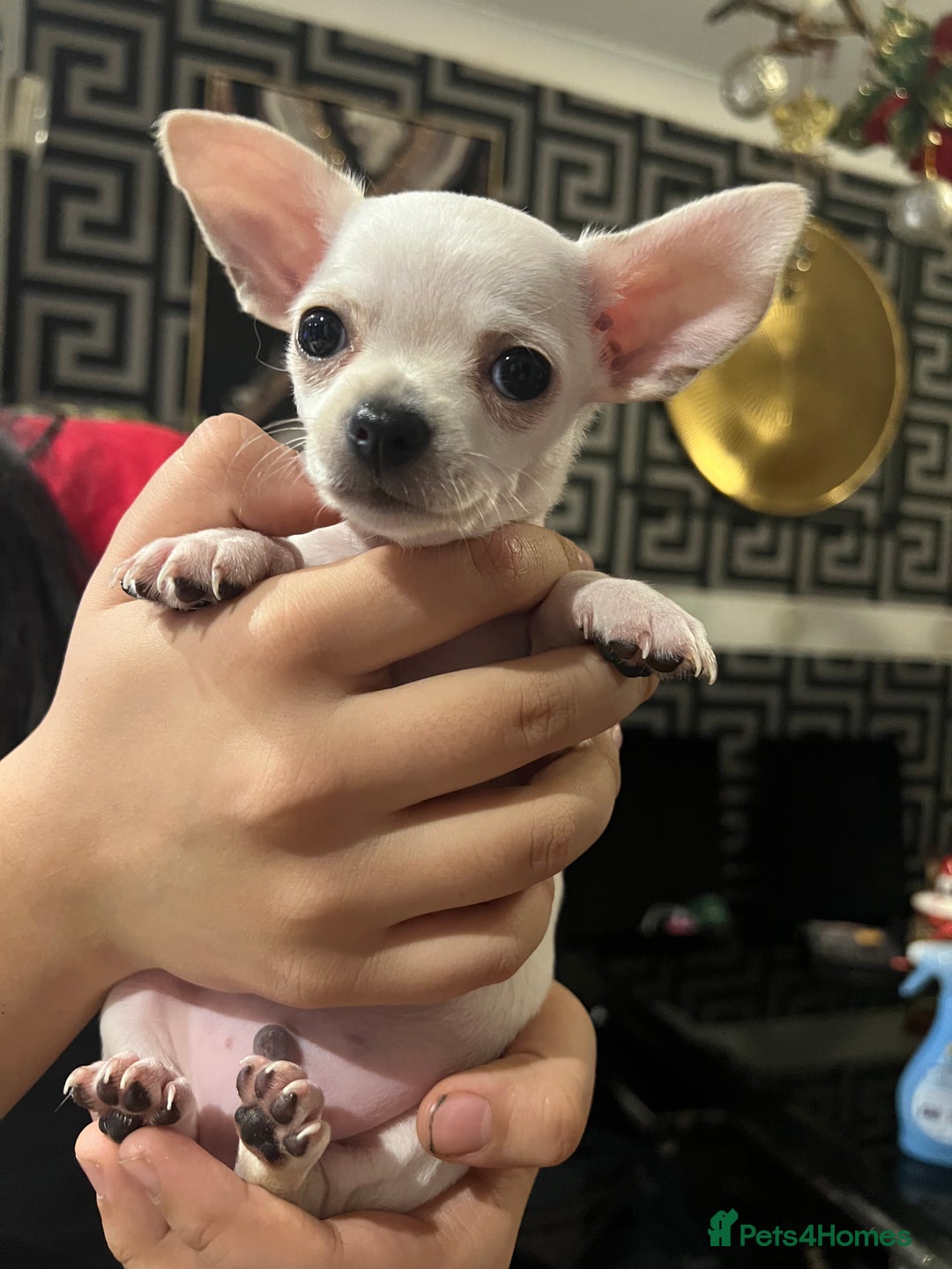 Chihuahua dogs for sale: Beautiful short hair chihuahua  - Advert 3