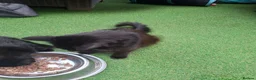 Bombay cats for sale: Bombay blacks kittens  - Advert 5