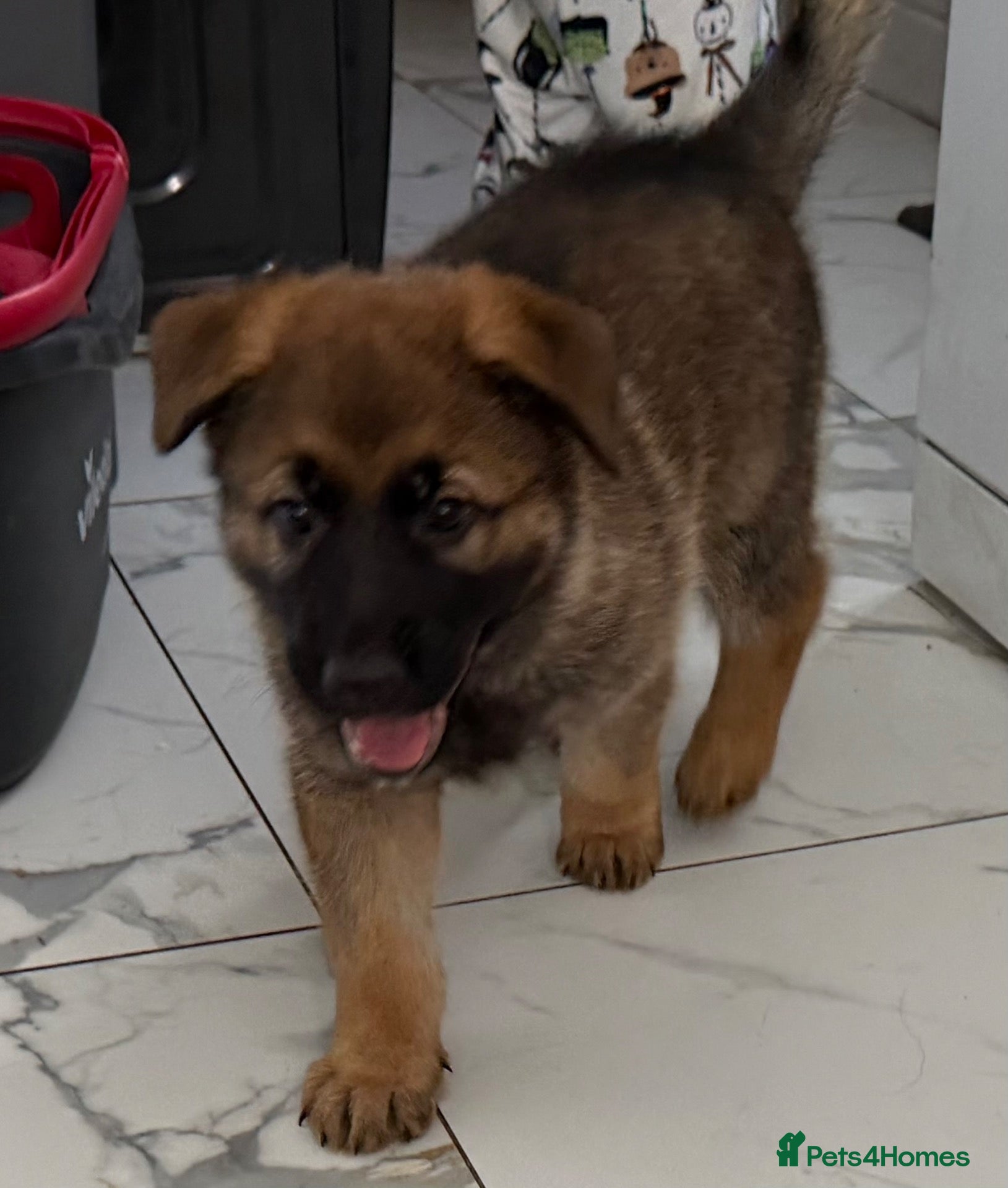 Mixed Breed dogs 1x left Belgian Malinois x German Shepherd Puppies - Advert 11