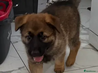 Mixed Breed dogs 1x left Belgian Malinois x German Shepherd Puppies - Advert 11