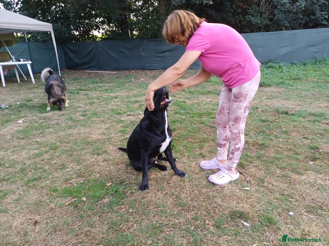 Mixed Breed dogs for adoption: Meet SHEAMUS - a handsome boy for a confident Home - Image 17
