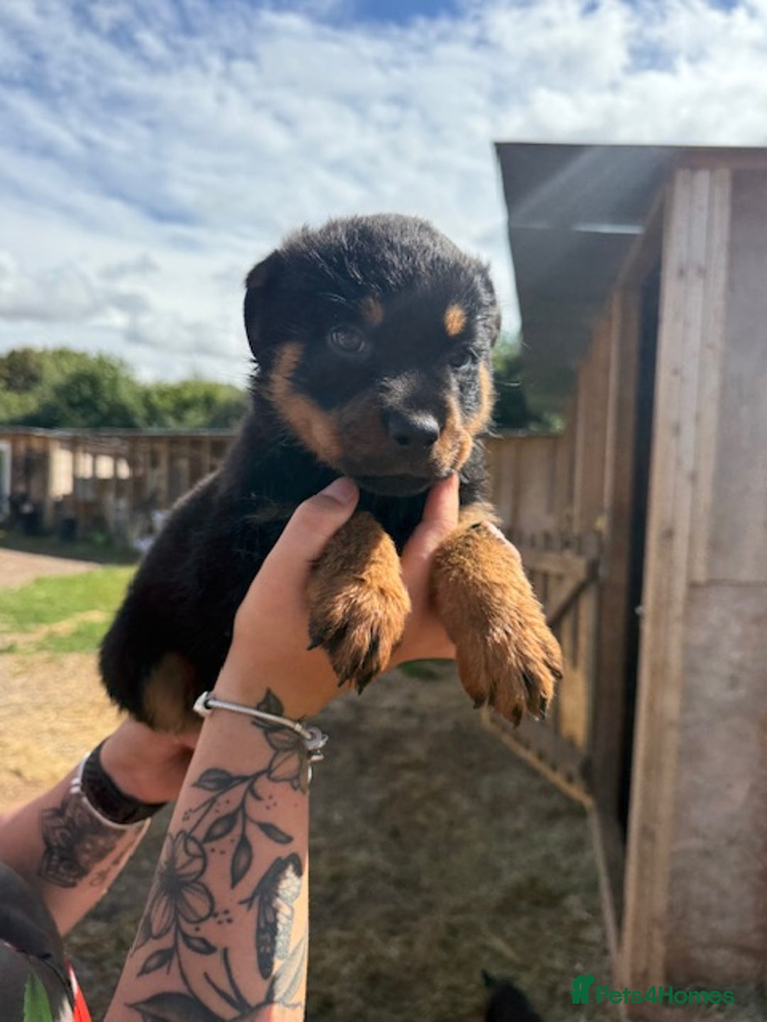 Rottweiler dogs for sale: beautiful pedigree rottweilers  - Image 5