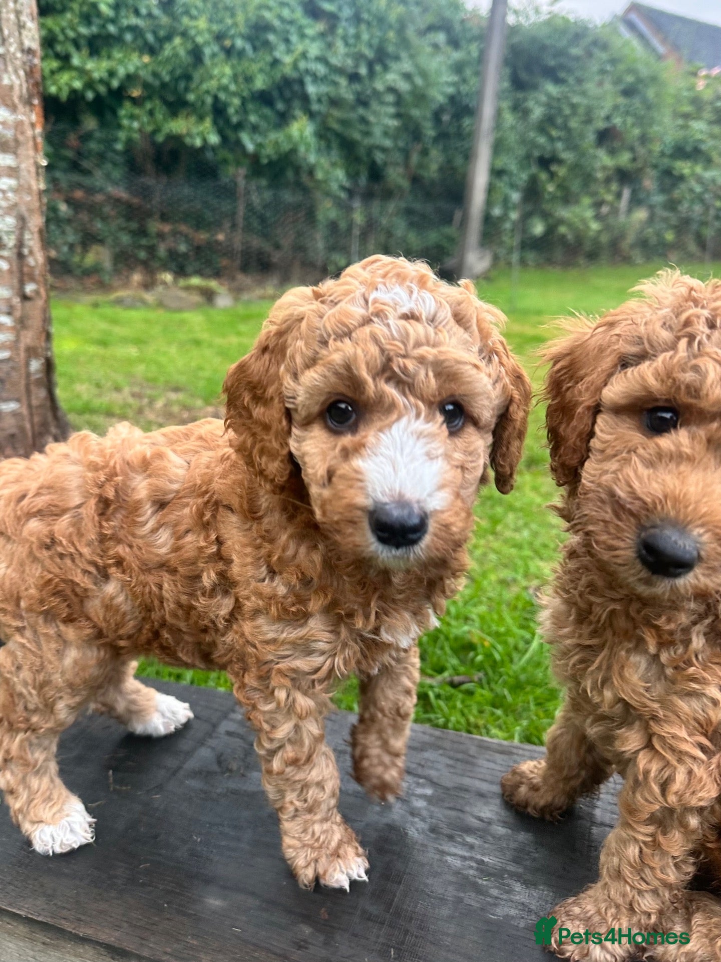 Mini Goldendoodle dogs Home reared miniature Goldendoodles - Advert 1