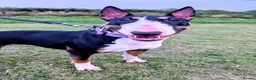 English Bull Terrier dogs for sale: Sweet female English Bull Terrier  - Advert 5