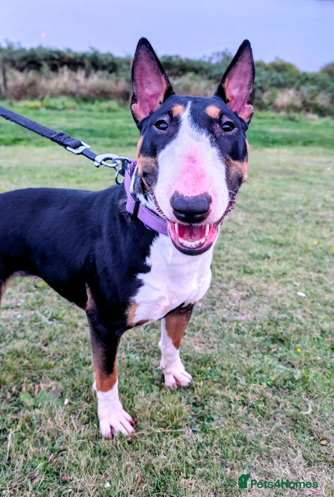 English Bull Terrier dogs for sale: Sweet female English Bull Terrier  - Advert 5