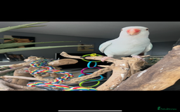 Ringnecks birds for sale:  Beautiful female Ringneck - Image 2