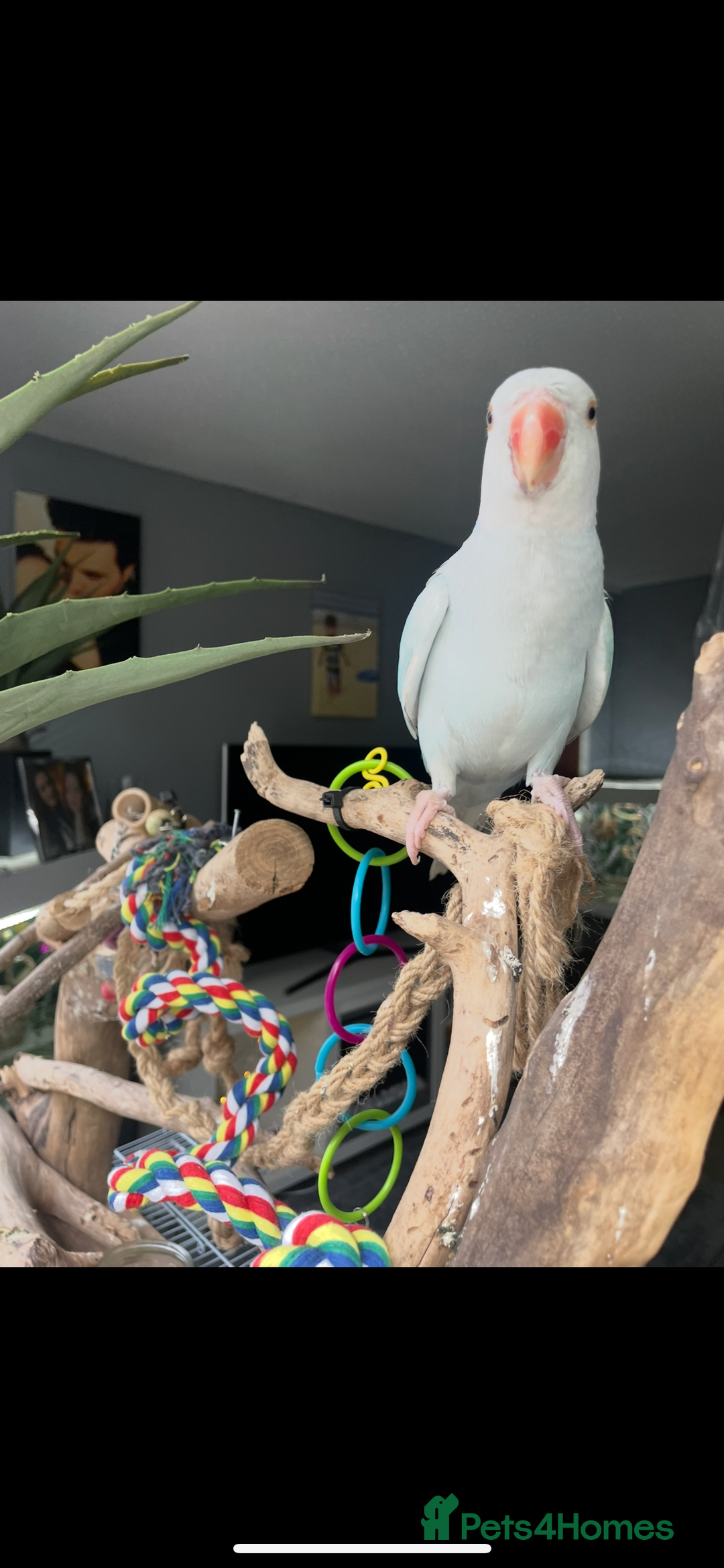 Ringnecks birds for sale:  Beautiful female Ringneck - Image 2