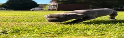 Cane Corso dogs for sale: 5 Towns Corsos Spring litter  - Advert 24