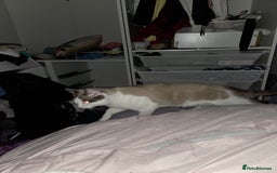 Ragdoll cats for sale: Ragdoll cross - Image 6