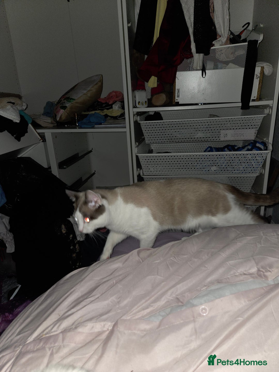 Ragdoll cats for sale: Ragdoll cross - Image 6