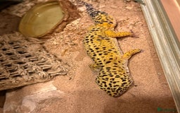 Leopard Gecko reptiles for sale: Leopard Gecko 🦎 and enclosure  - Image 5