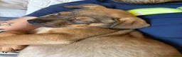Mixed Breed dogs for sale: Doge de Bordeaux Cross German Shepard female in Thetford - Advert 3