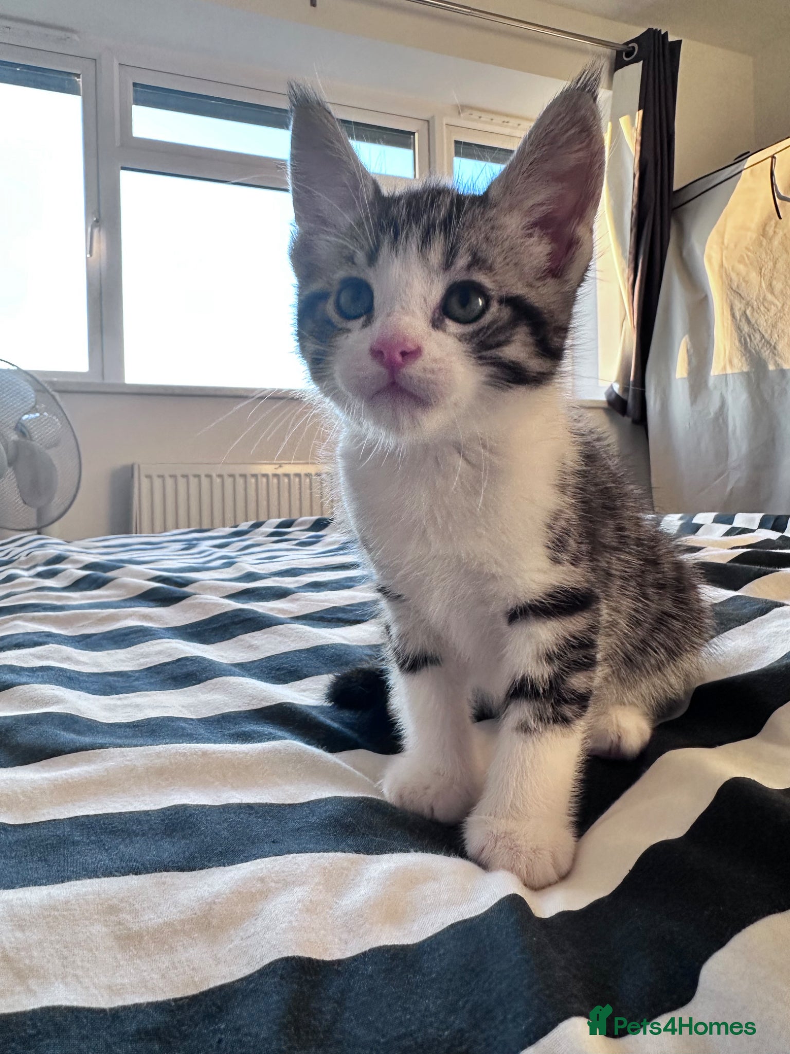 Maine Coon cats for sale: 3 beautiful Maine coon/ Mix boy kittens left  - Advert 7