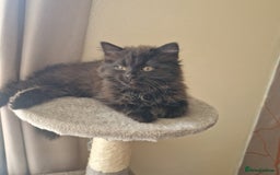 Mixed Breed cats for sale: Beautiful girl  - Image 3