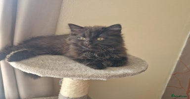 Mixed Breed cats - Advert 13