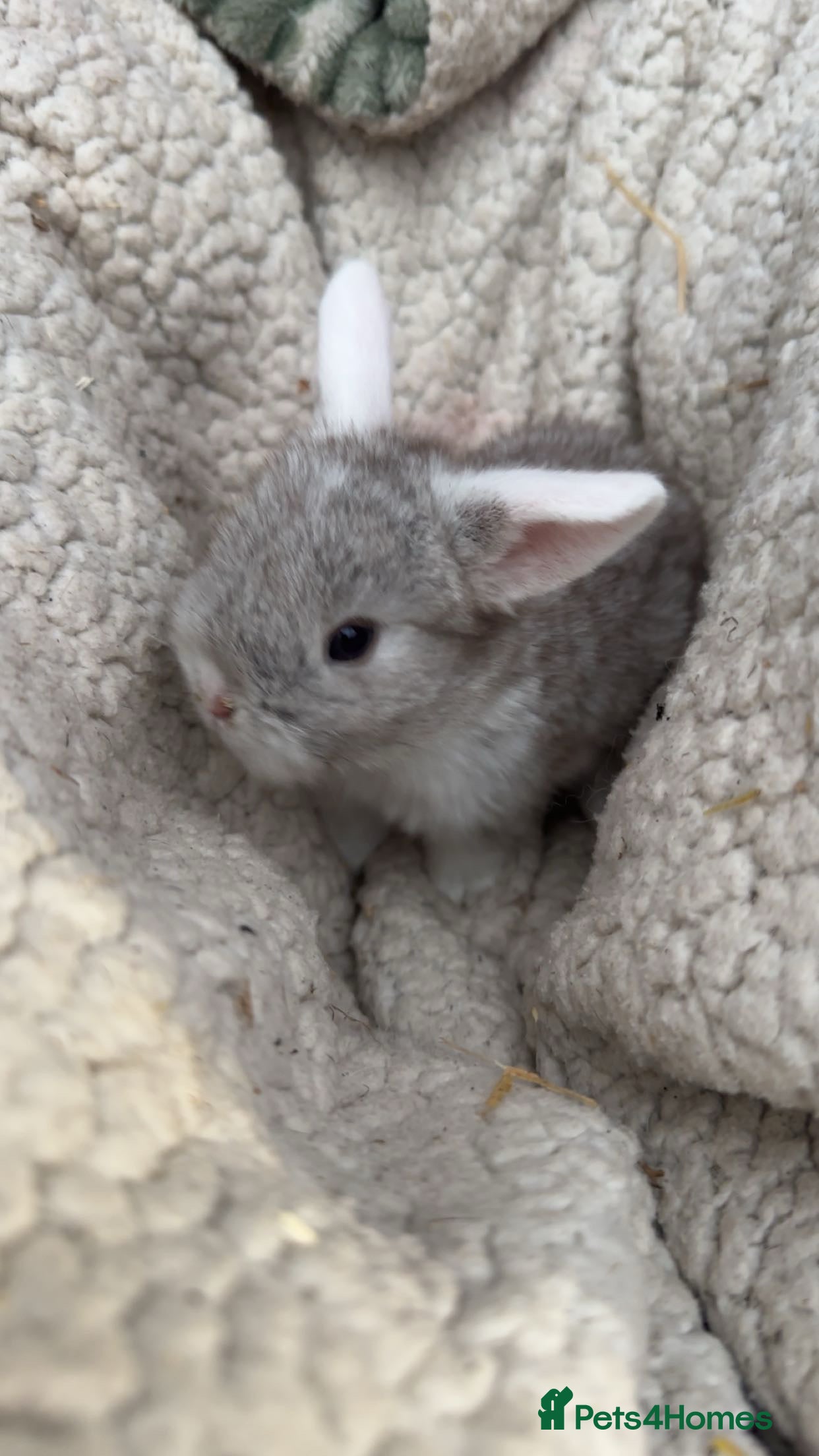 Mini Lop rabbits Mini lop babies Ready first week April!!!!  - Advert 4