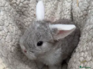 Mini Lop rabbits Mini lop babies Ready first week April!!!! - Advert 4