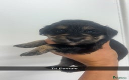 Cockapoo dogs for sale: Beautiful cockapoo family litter  - Image 7