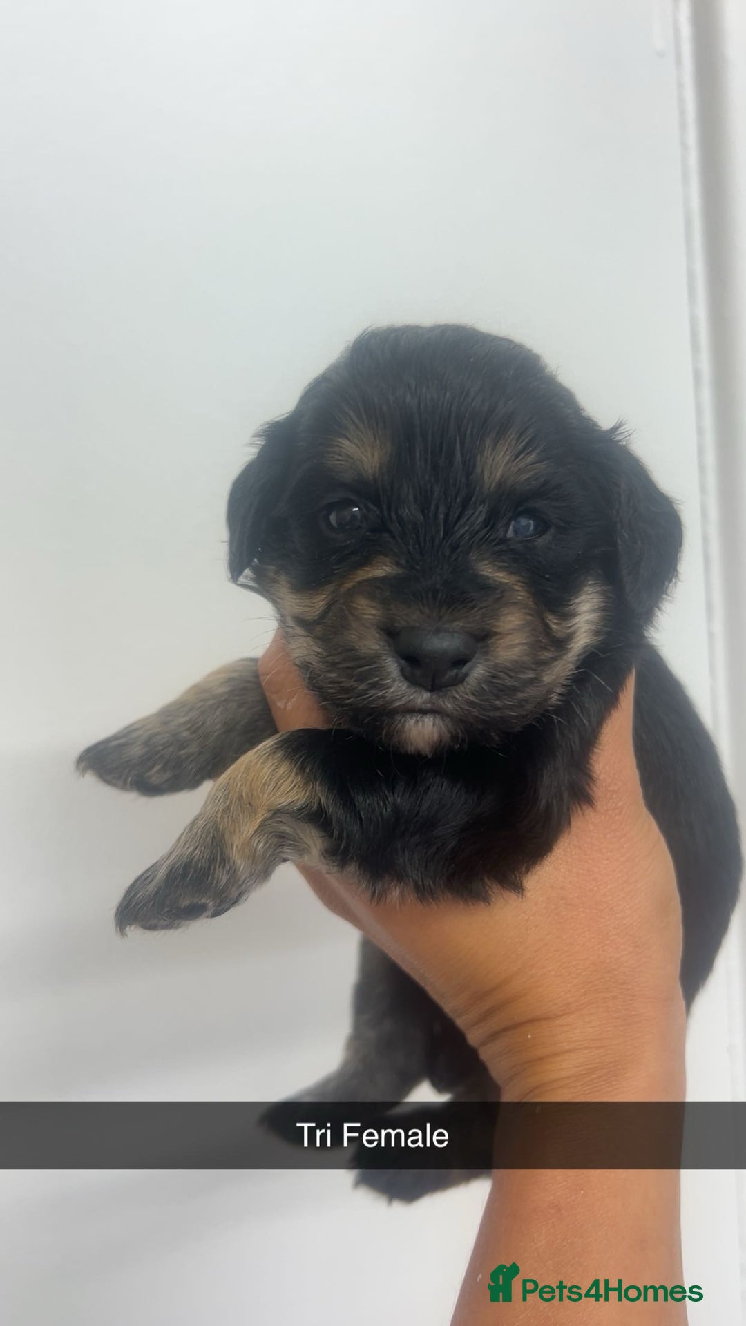 Cockapoo dogs for sale: Beautiful cockapoo family litter  - Image 7
