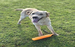 Labrador Retriever dogs for sale: Brockwell Gundogs  - Image 3