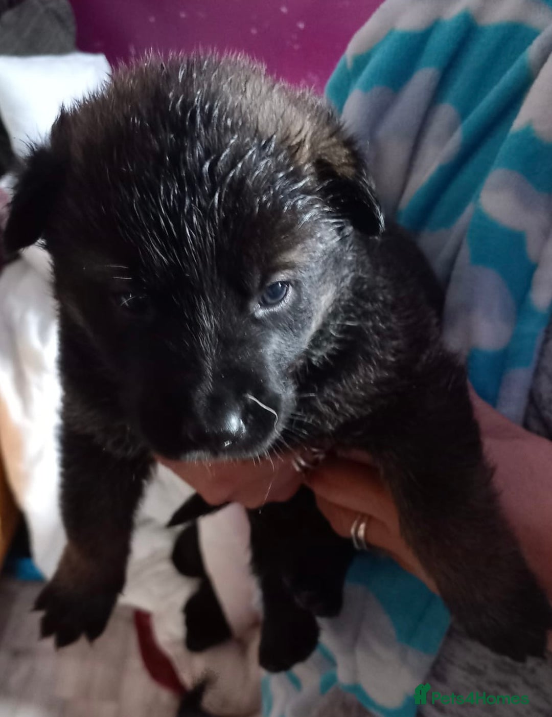 Mixed Breed dogs for sale: Akita cross German shepherd puppies - Advert 9