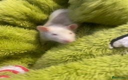 Rat rodents for sale: Female rats - Image 1