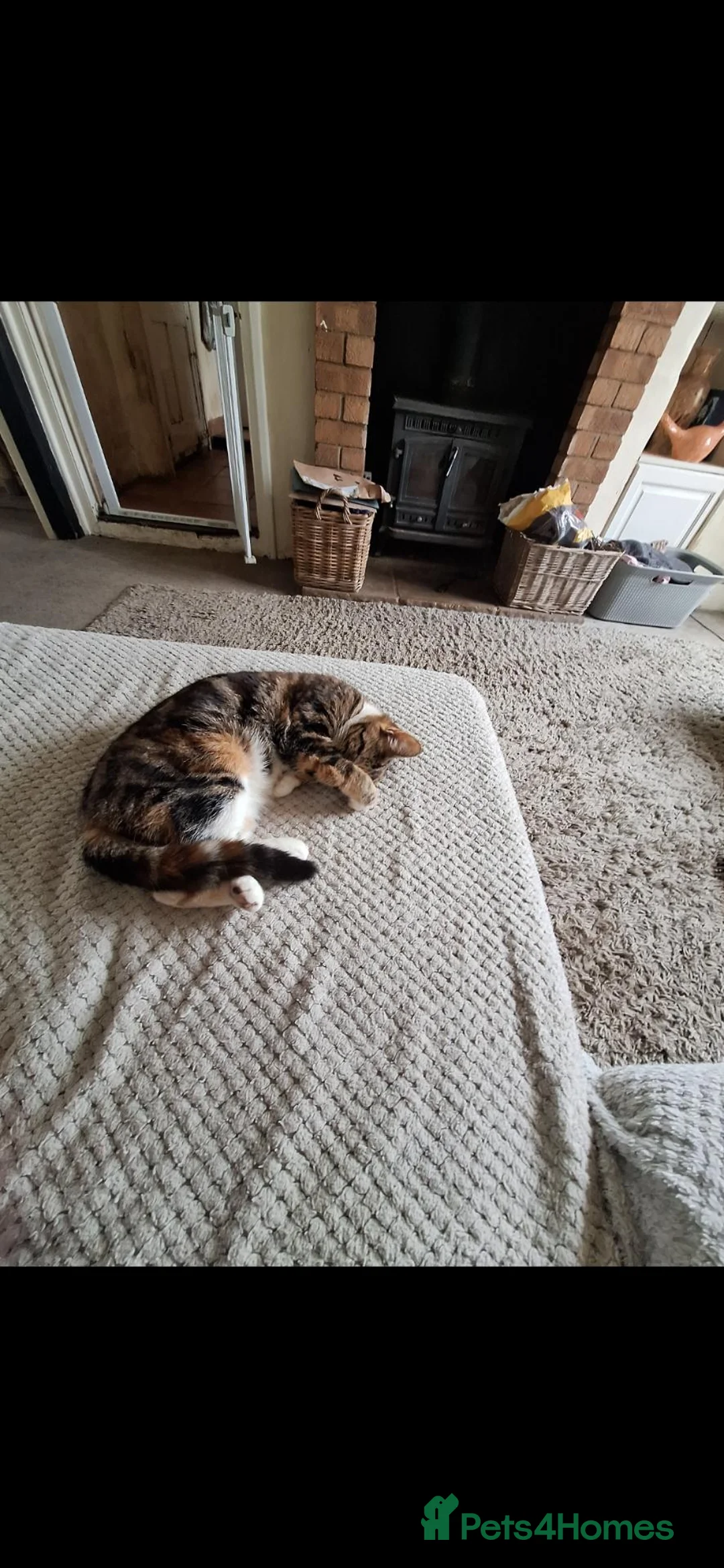 Mixed Breed cats for sale: 3 playful kittens ready for their new homes - Advert 8