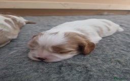 Cavalier King Charles Spaniel dogs for sale: 3 Stunning Cavalier King Charles Pups *DNA CLEAR* - Image 12