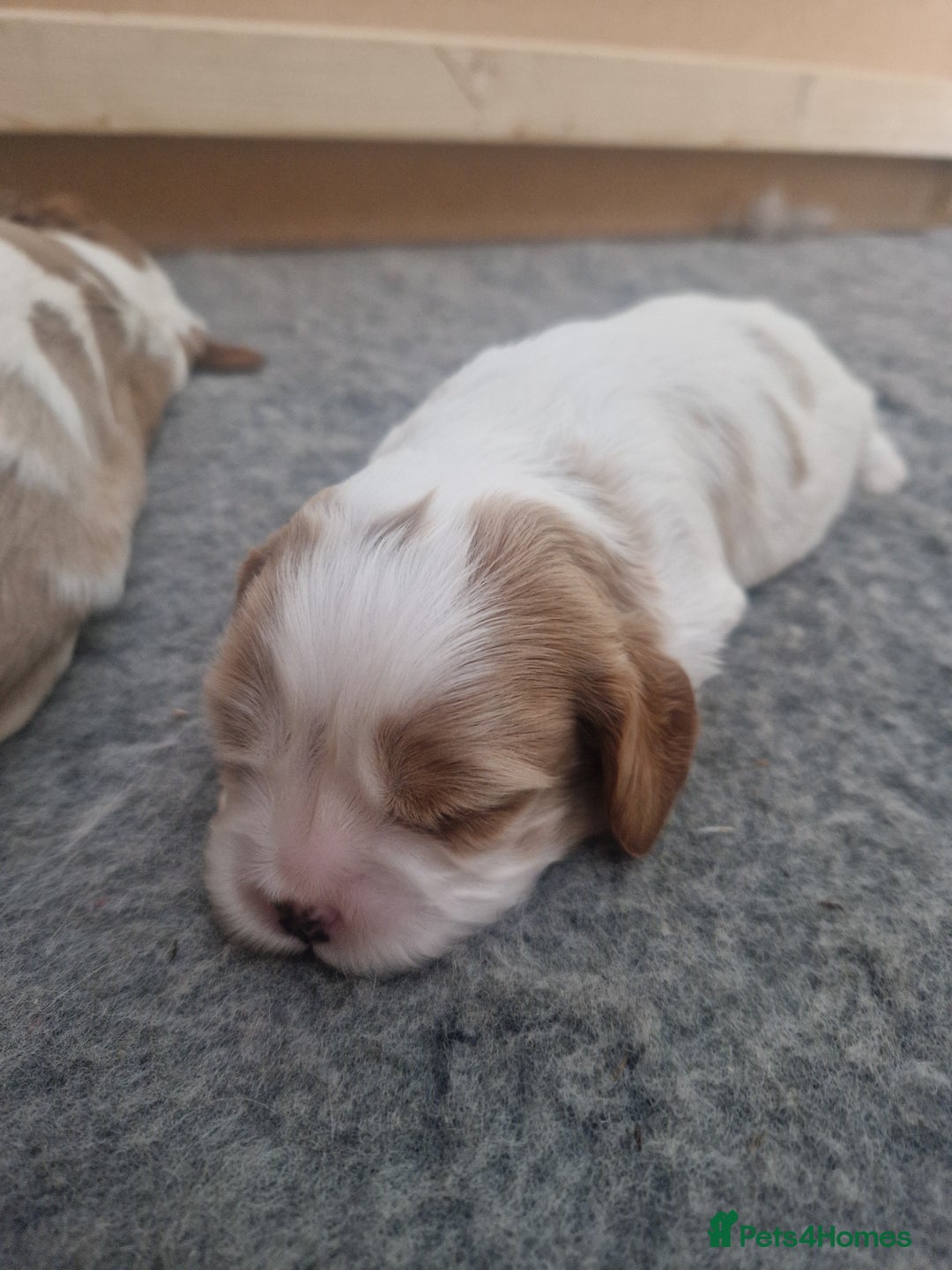 Cavalier King Charles Spaniel dogs for sale: 3 Stunning Cavalier King Charles Pups *DNA CLEAR* - Image 12