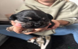 French Bulldog dogs for sale: Beautiful French bulldog puppies - Image 11