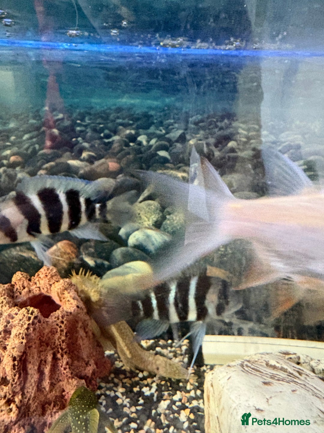 Cichlids fish for sale: Mix of Tropical Fish with Tank  - Advert 2